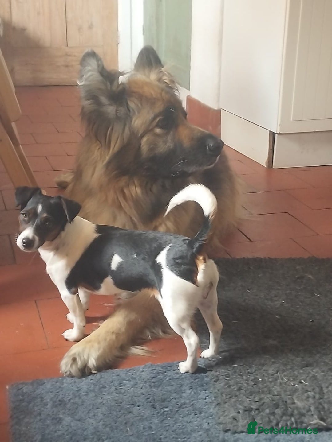 Jack Russell dogs for sale: Male Jack Russell Puppy - Image 5