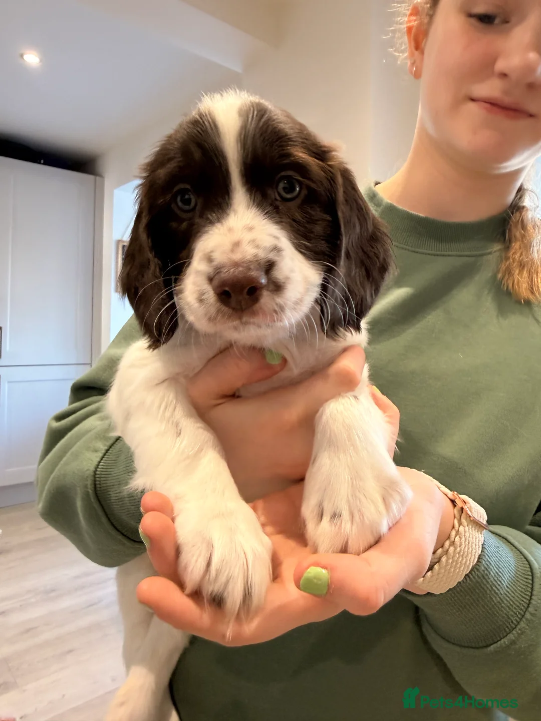 Mixed Breed dogs for sale: Cockapoo x English Springer Spaniel  in Holmfirth - Advert 23