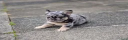 French Bulldog dogs for sale: Floodle french bulldog - Advert 12
