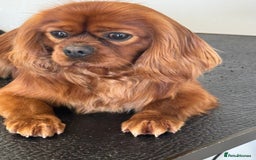 Cavalier King Charles Spaniel dogs for stud: Fully Health Tested Cavalier King Charles Stud in Prudhoe - Image 3