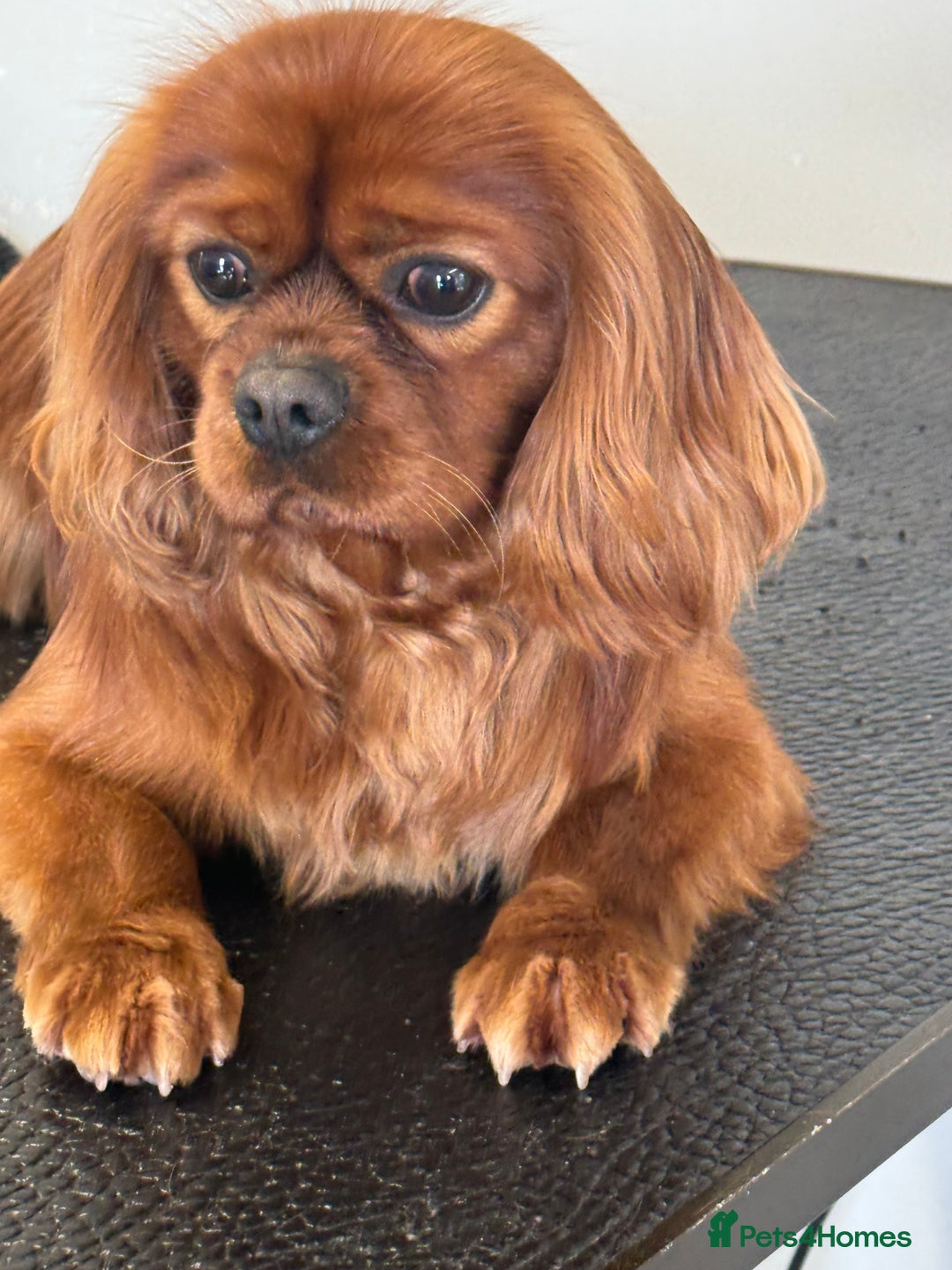 Cavalier King Charles Spaniel dogs for stud: Fully Health Tested Cavalier King Charles Stud in Prudhoe - Image 3