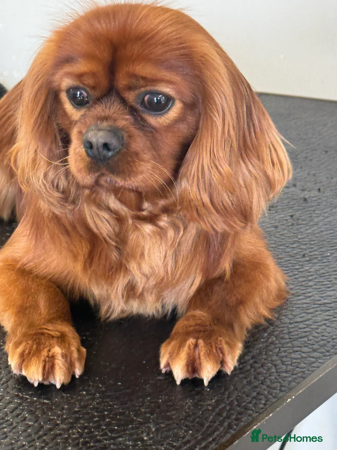 Cavalier King Charles Spaniel dogs for stud: Fully Health Tested Cavalier King Charles Stud in Prudhoe - Advert 3