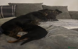 Jack Russell dogs for sale: 2 JACK RUSSELL BOYS - Image 8