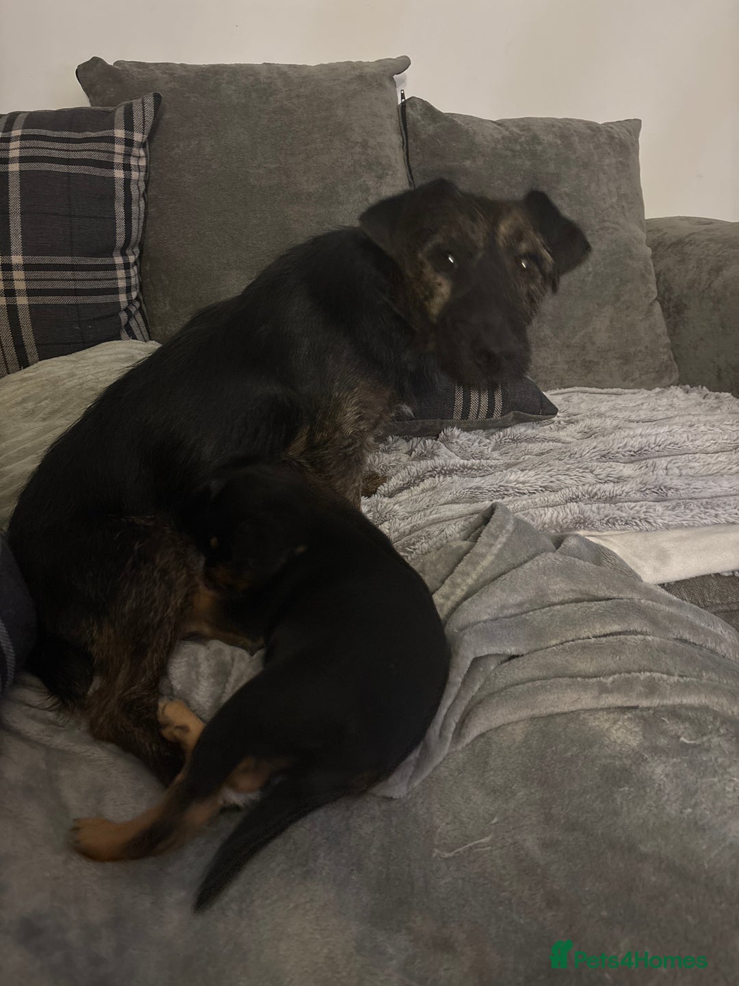 Jack Russell dogs for sale: 2 JACK RUSSELL BOYS - Image 8