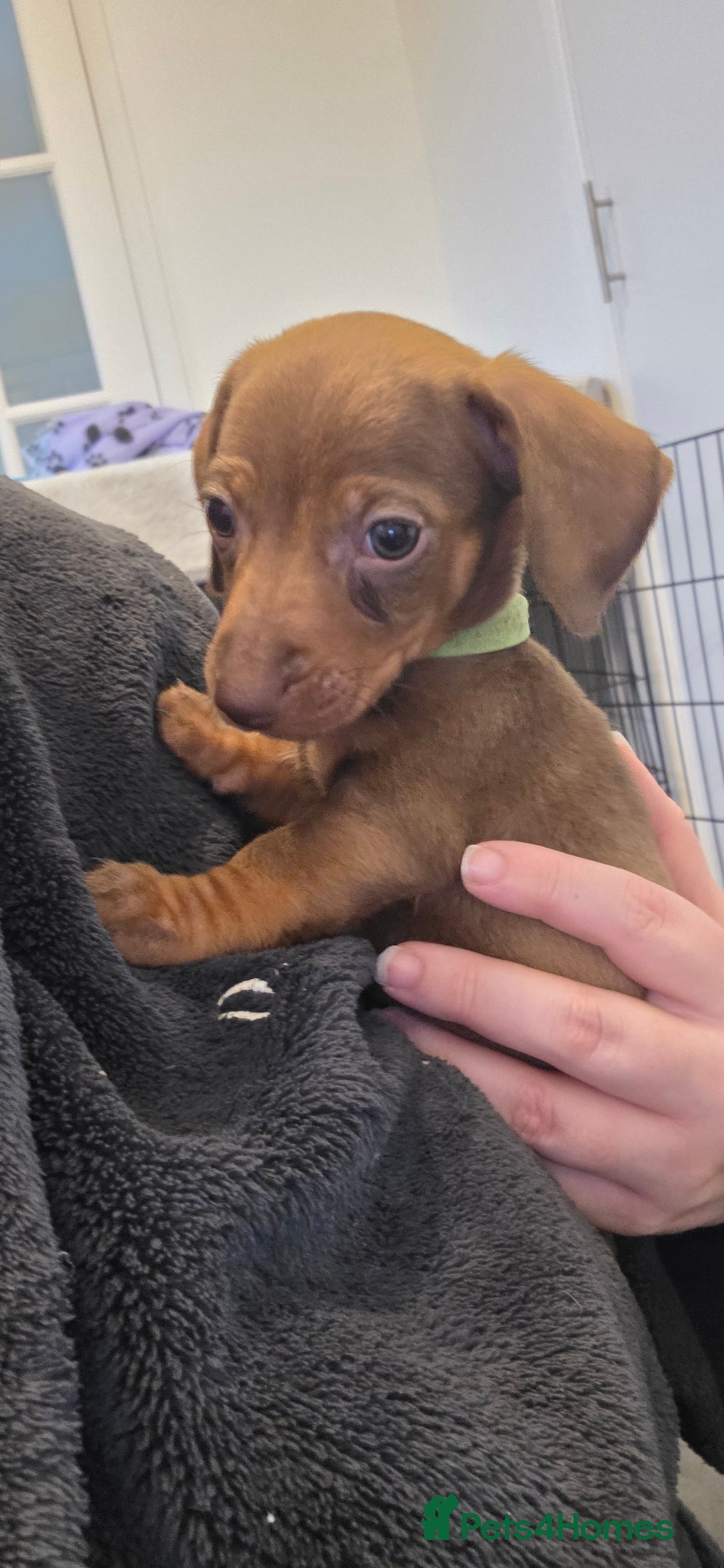 Dachshund dogs for sale: Dachshund  - Advert 8