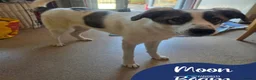 Mixed Breed dogs for adoption: Meet Moon beam, currently residing in Norfolk in King's Lynn - Advert 1