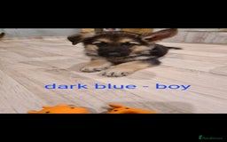 German Shepherd dogs for sale: 🐾Adorable 8-Week-Old German shepherd puppies🐾 - Image 21