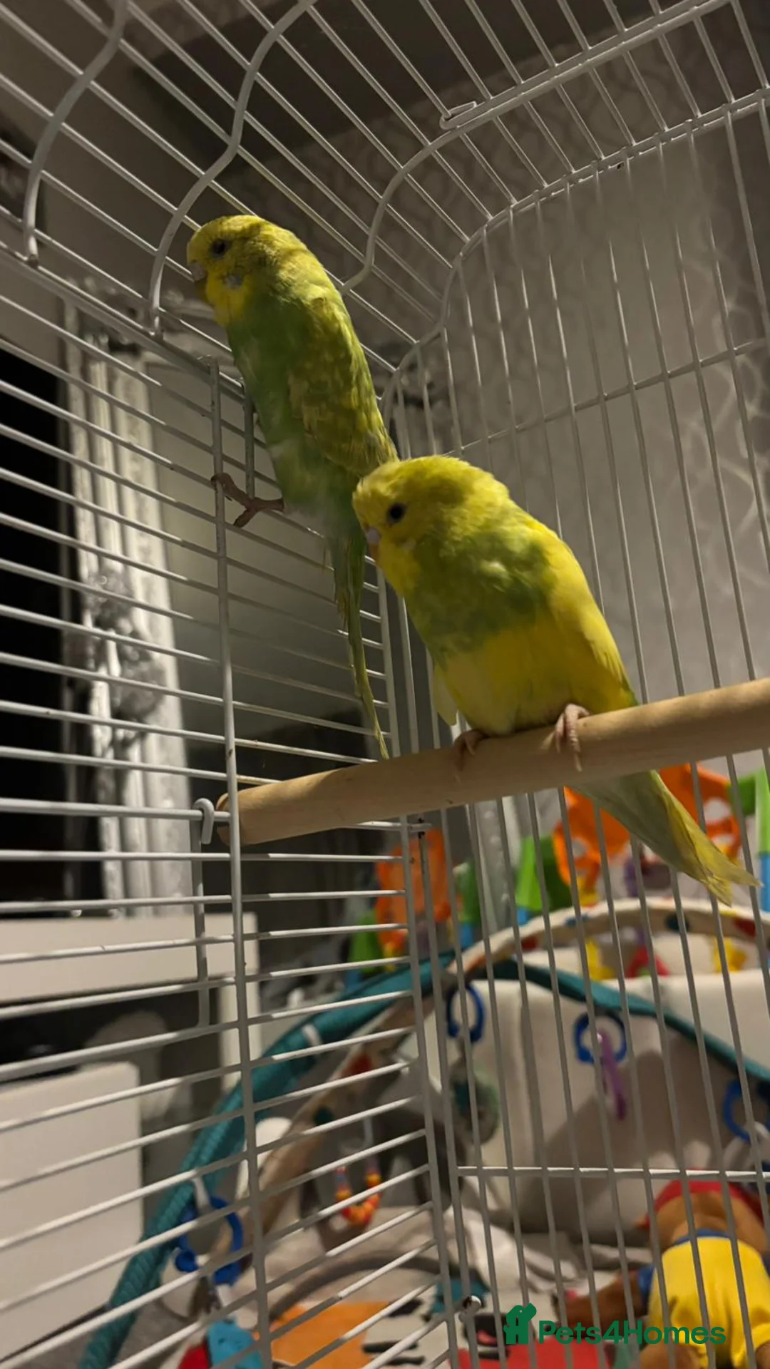 Budgerigars birds for sale: 1 pair of budgies with the cage - Advert 9