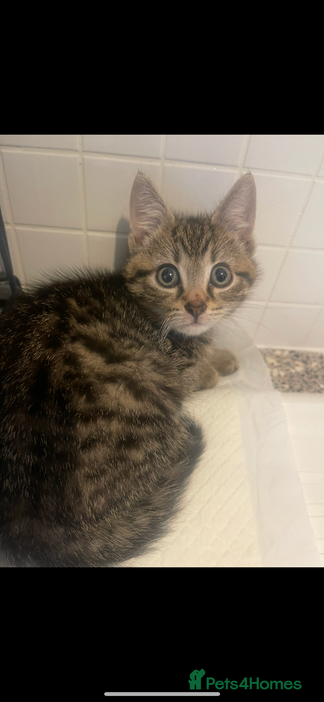 Mixed Breed cats for sale: Kittens available 8 weeks old  - Advert 13