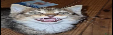 Ven