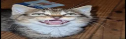 Mixed Breed cats for sale: Bengal x maincoon - Advert 7