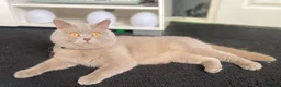 British Shorthair cats for sale: British short haired male adult for sale  - Advert 3