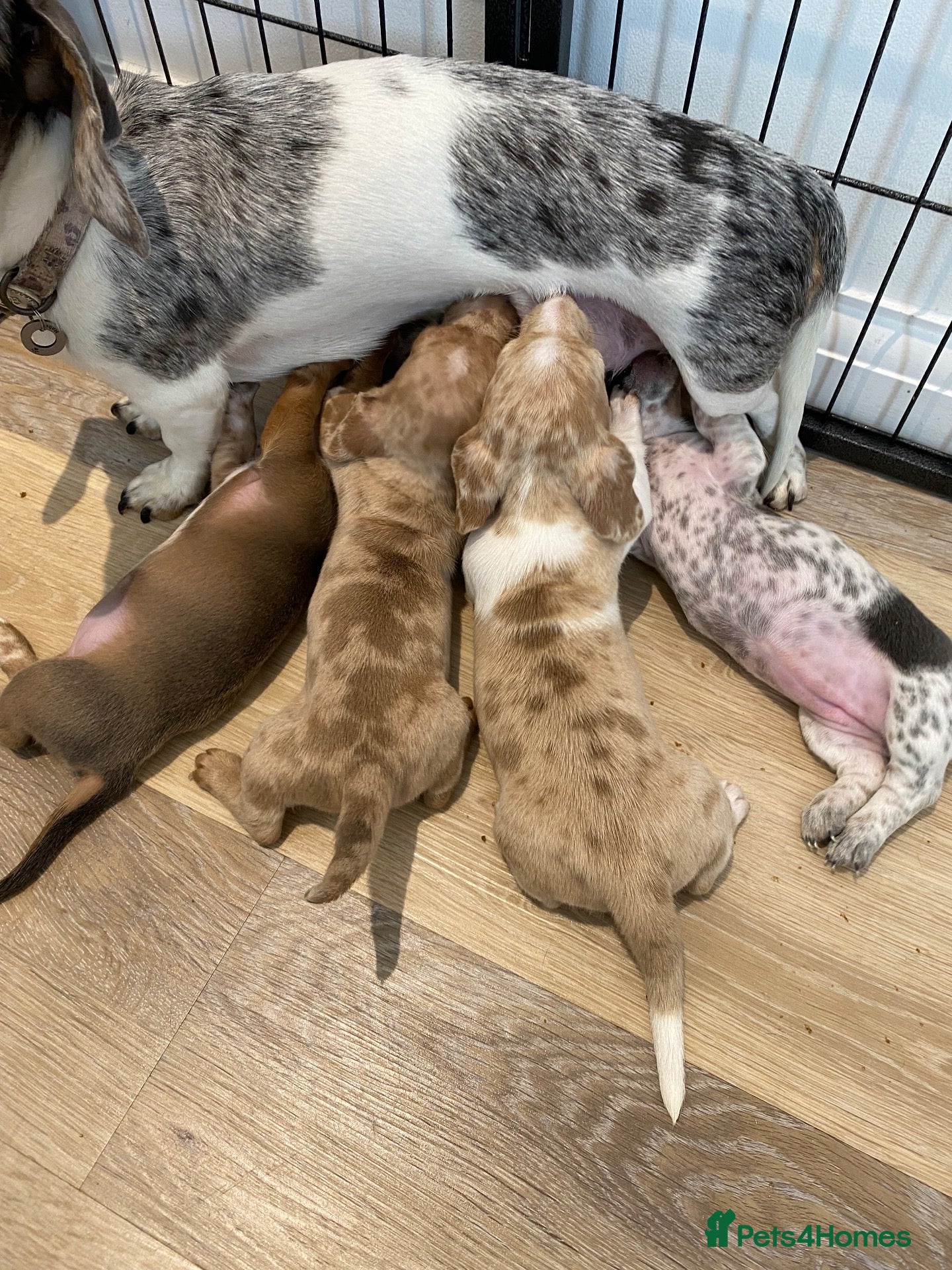 Miniature Dachshund dogs 5 beautiful Miniature Dachshund puppies  - Advert 17