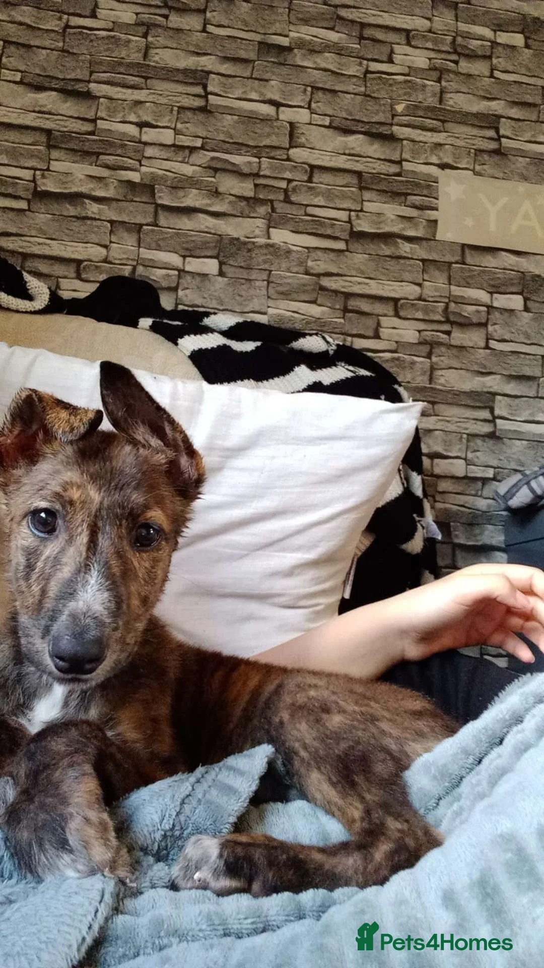 Mixed Breed dogs for sale: Rehoming Daisy - Advert 2