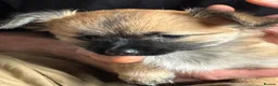 Chihuahua dogs for sale: Absolutely gorgeous chihuahua pups - Advert 16