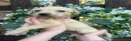 Labrador Retriever dogs for sale: Stunning yellow Labrador girl ready 11 July £1295 - Advert 1