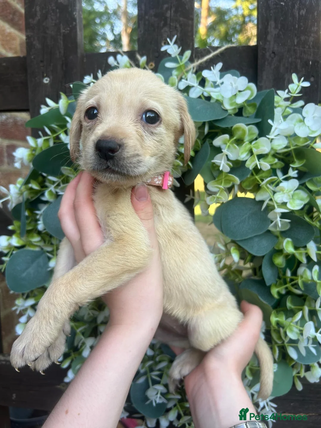 Labrador Retriever dogs for sale: Stunning yellow Labrador girl ready 11 July £1295 - Advert 1
