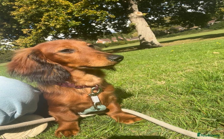 Miniature Dachshund dogs - Advert 2