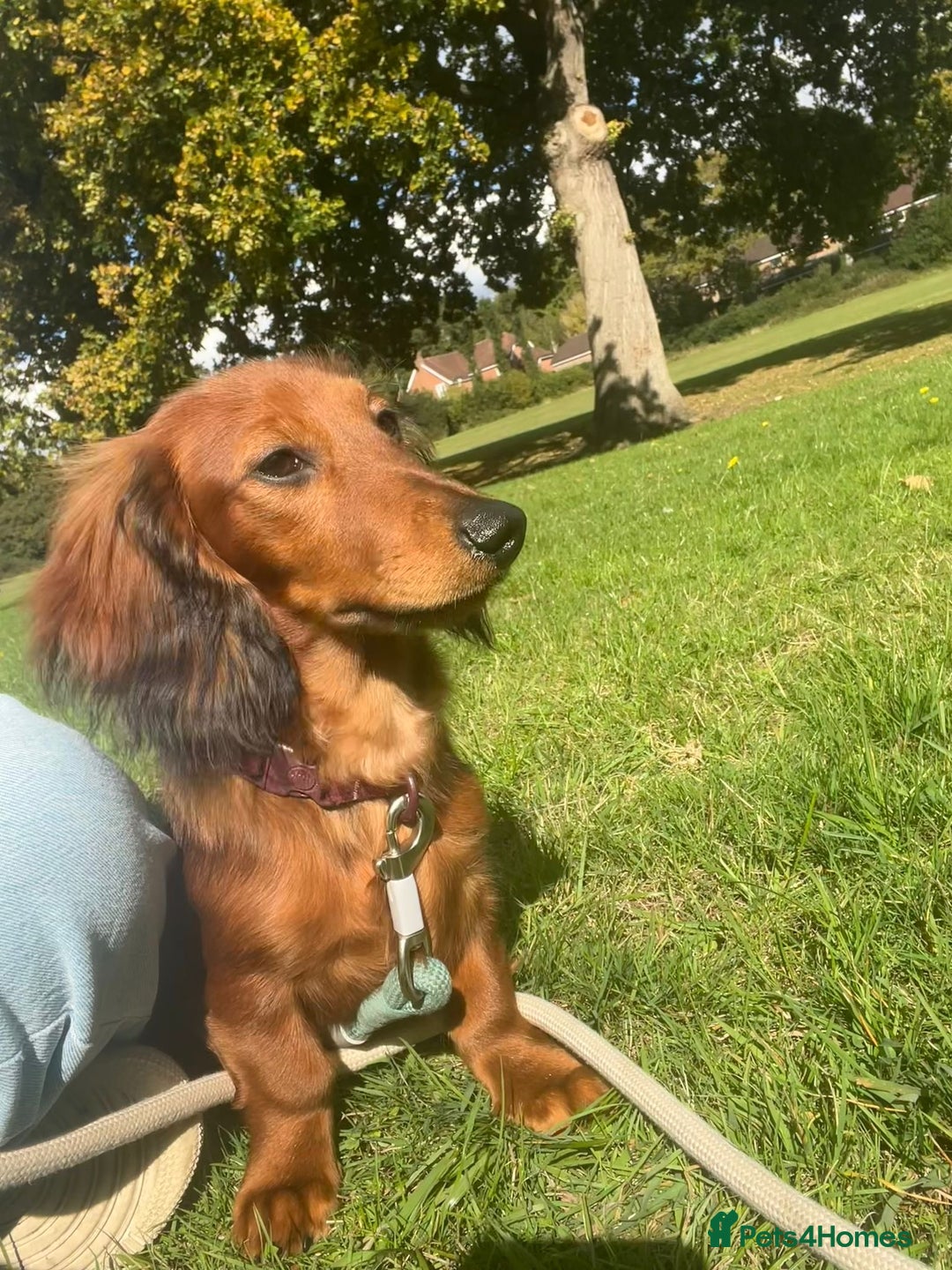 Miniature Dachshund dogs for sale: Miniature Longhaired Dachshund  - Image 1