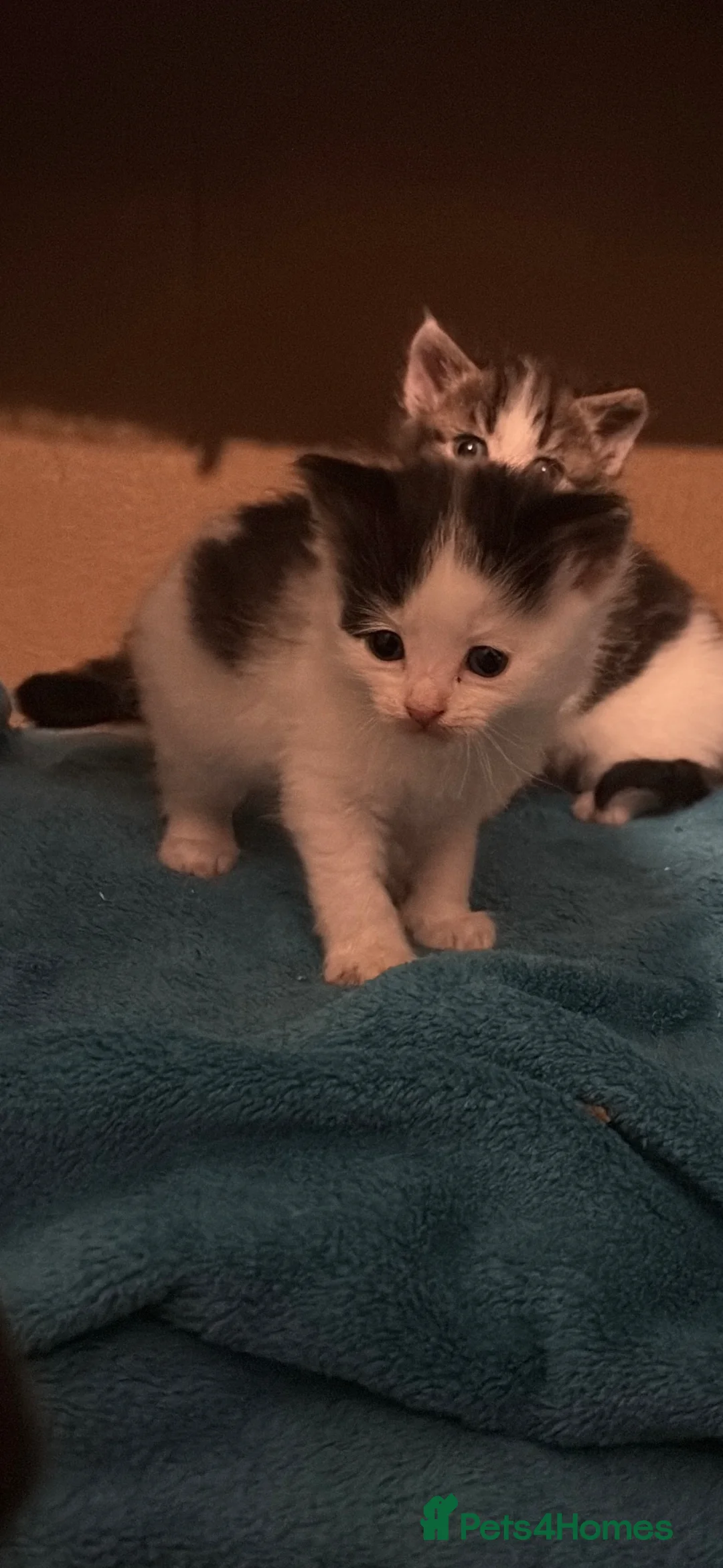 Mixed Breed cats for sale: 2 male kittens  - Advert 2