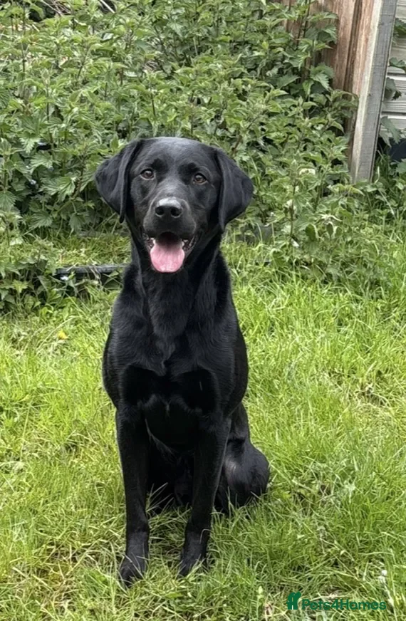 Labrador Retriever dogs 3 year old part trained black Labrador  - Advert 2