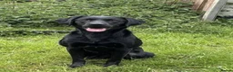 Labrador Retriever dogs for sale: 3 year old part trained black Labrador  - Advert 1