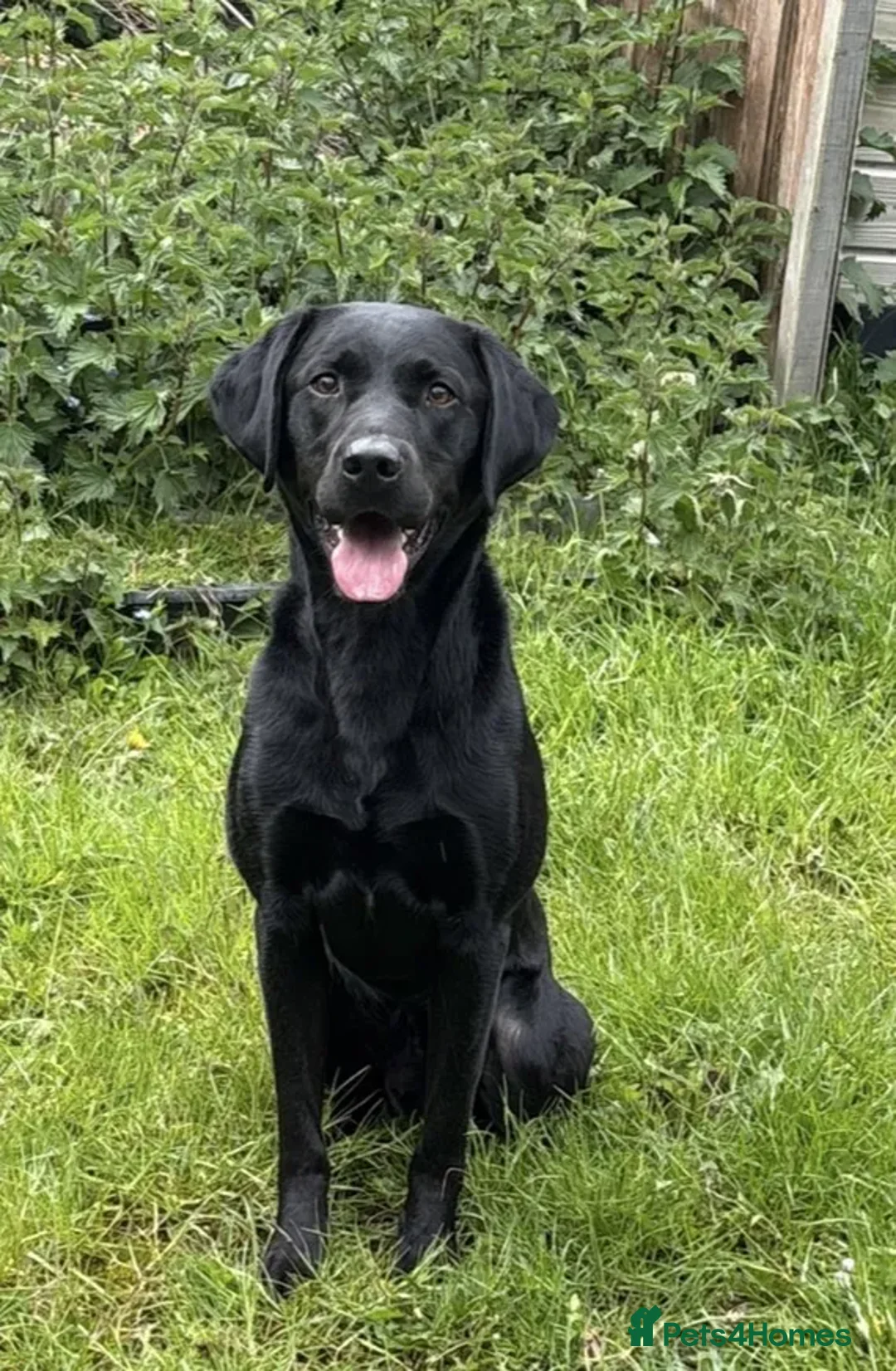 Labrador Retriever dogs for sale: 3 year old part trained black Labrador  - Advert 1