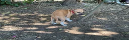Italian Greyhound dogs for sale: Gorgeous Kc reg Italian greyhound  - Advert 20