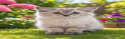 Ragdoll cats for sale: ✨ Ready now ✨ Ragdoll Siberian Kittens - Advert 19