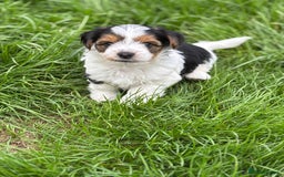 Biewer Terrier dogs for sale: Just one gorgeous boy and girl available  - Image 13