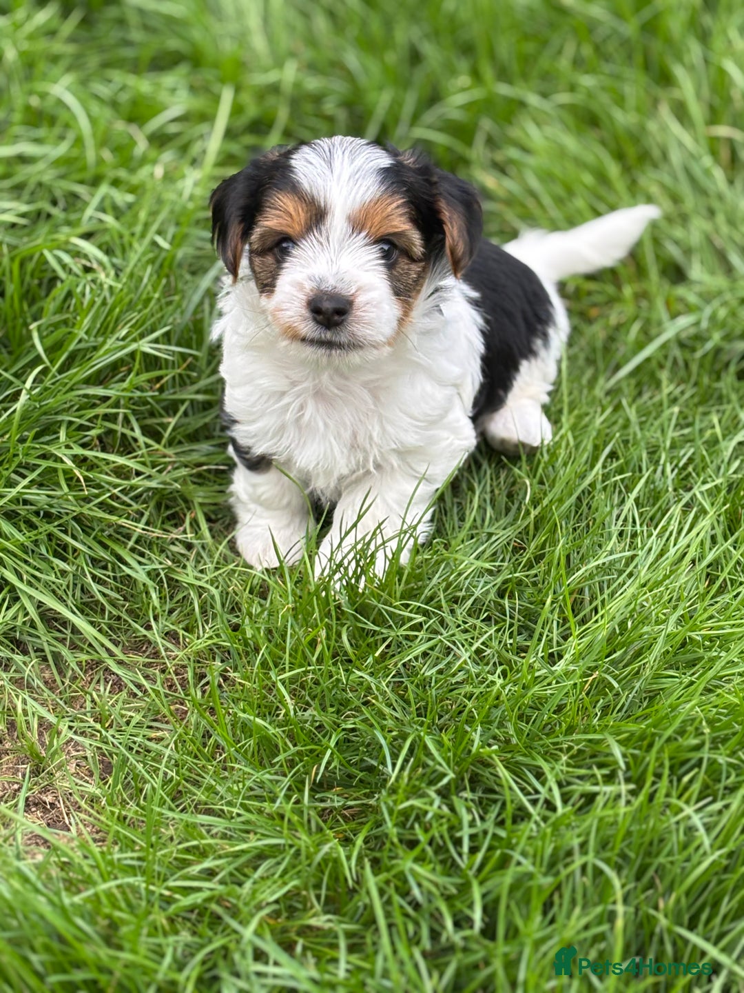 Biewer Terrier dogs for sale: Just one gorgeous boy and girl available  - Image 13