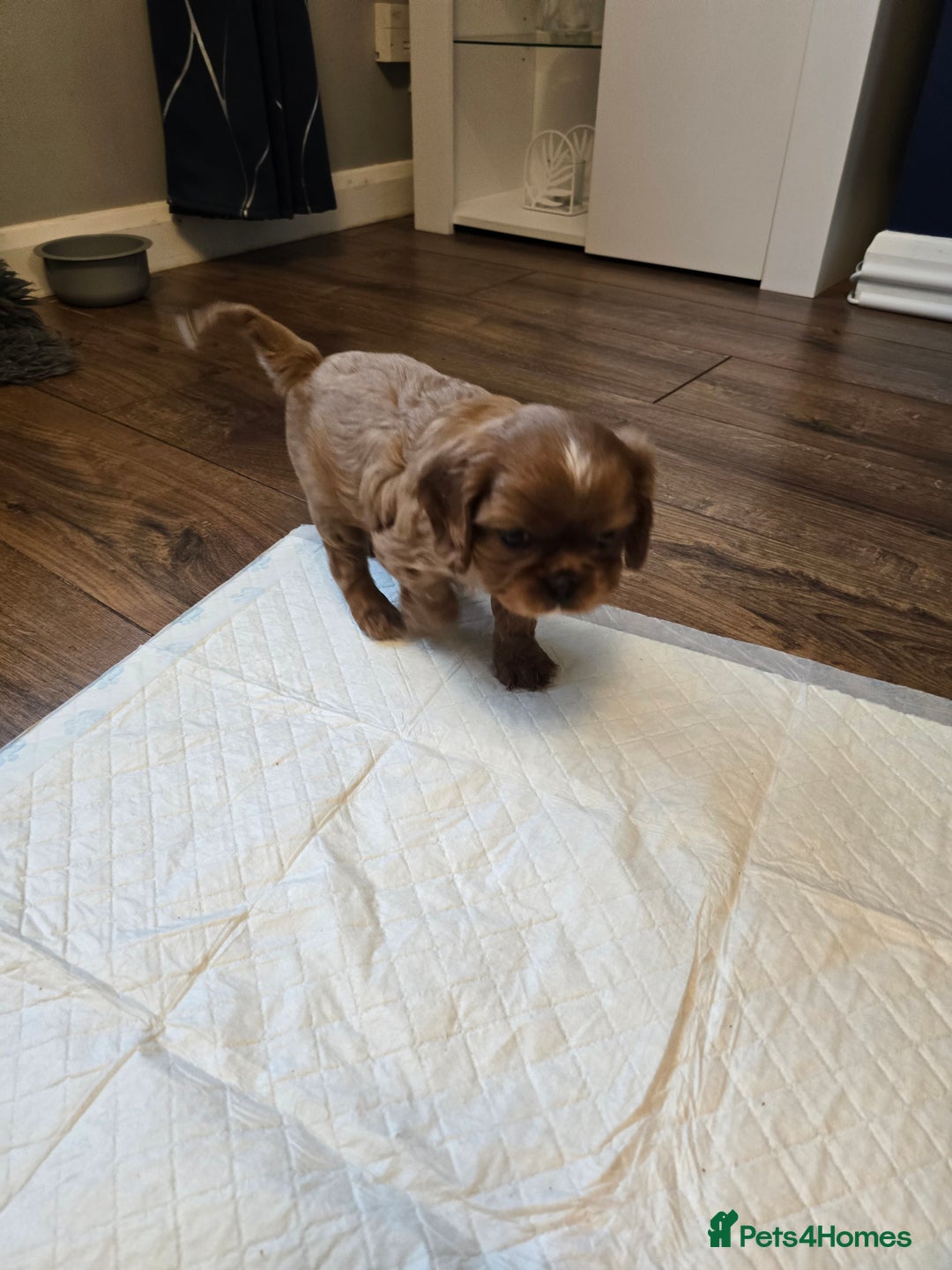 Cavalier King Charles Spaniel dogs for sale: Beautiful KC Registered. Health Tested Parents. - Advert 25