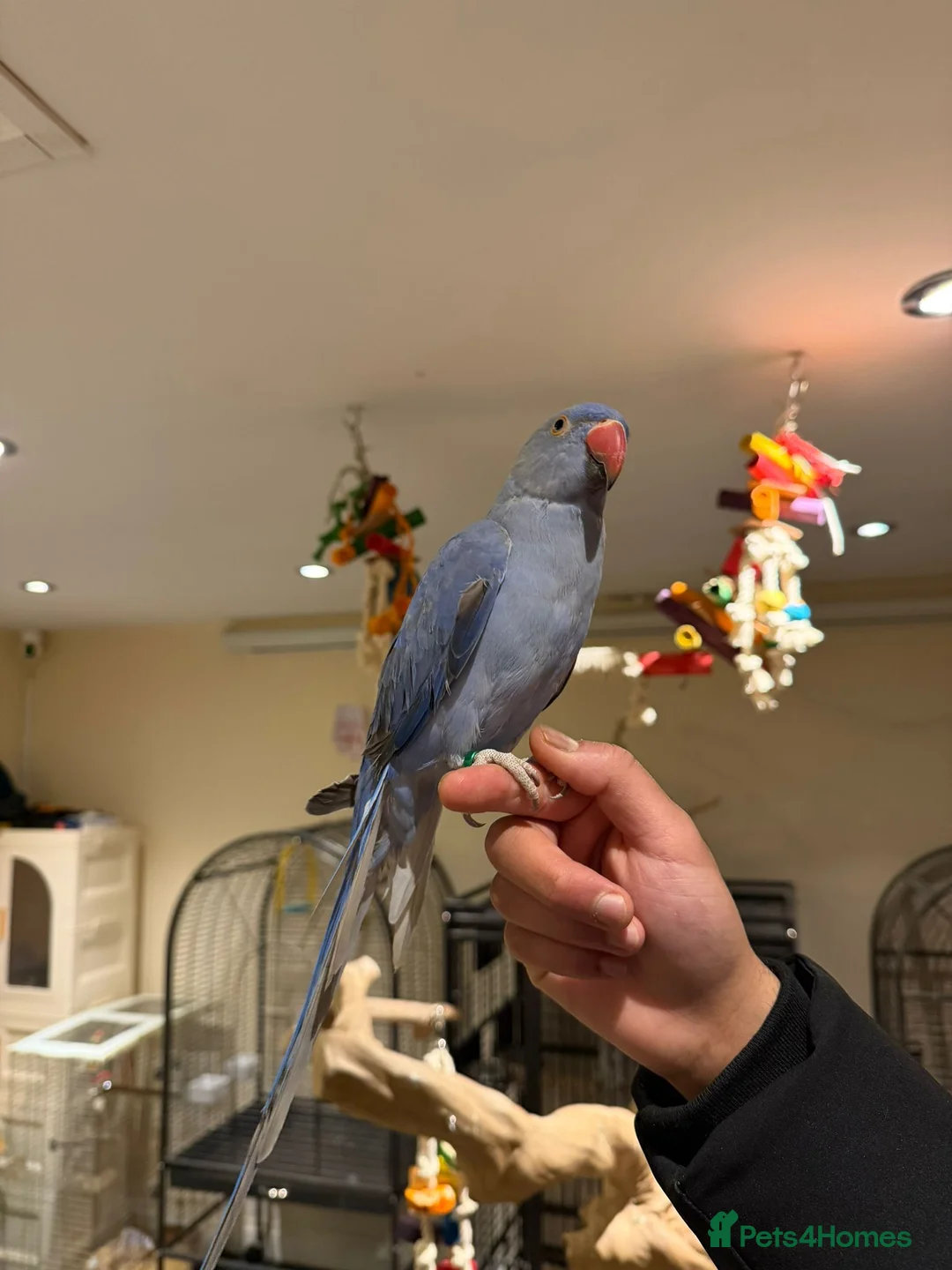 Budgerigars birds for sale: PARROTS! - Advert 7