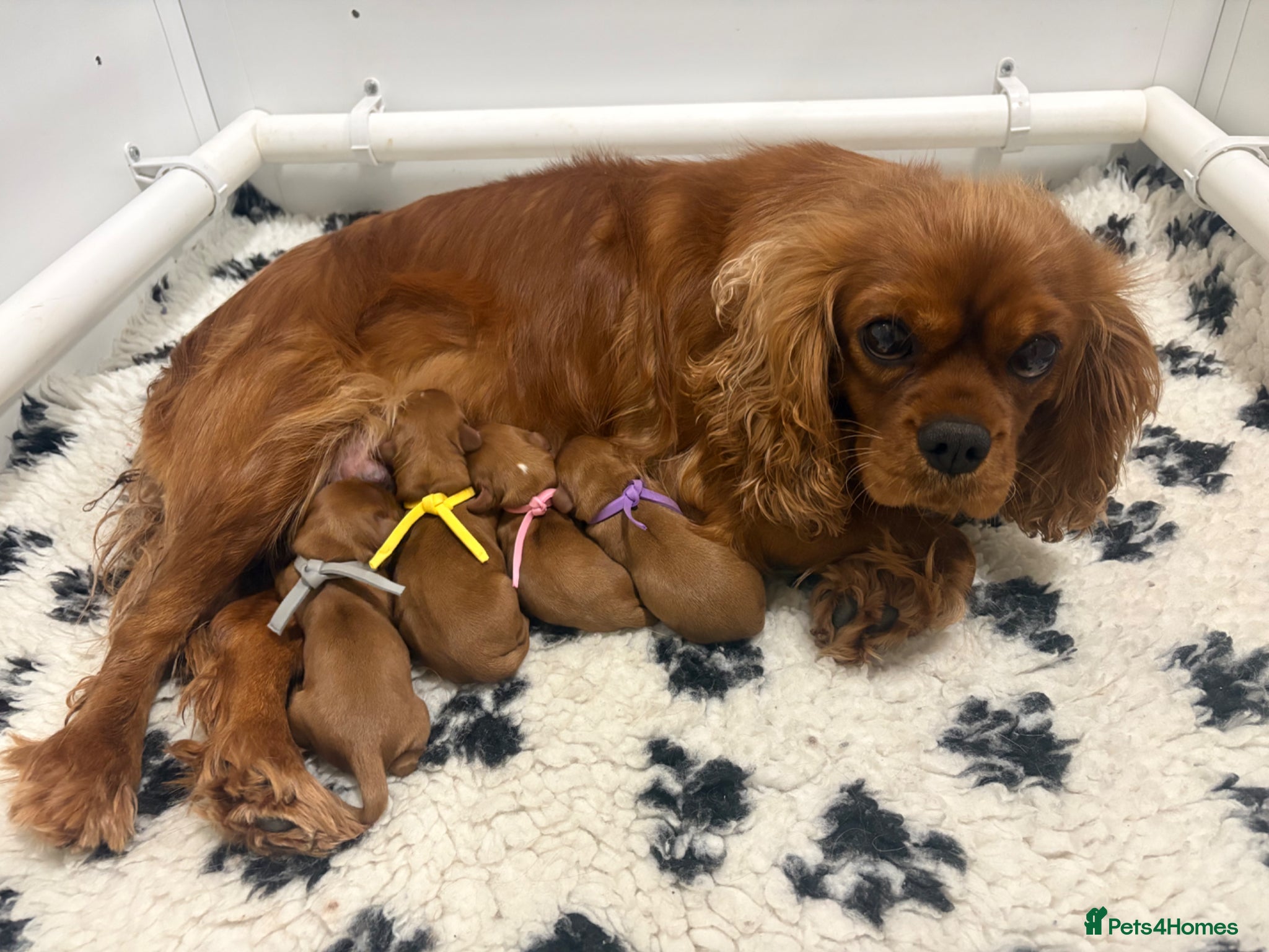 Cavalier King Charles Spaniel dogs Beautiful ruby cavalier King Charles  - Advert 1
