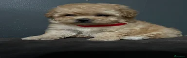 Maltipoo Puppy 4