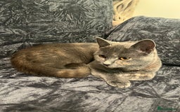 British Shorthair cats for sale: 8 month old Britishshort hair. - Advert 2