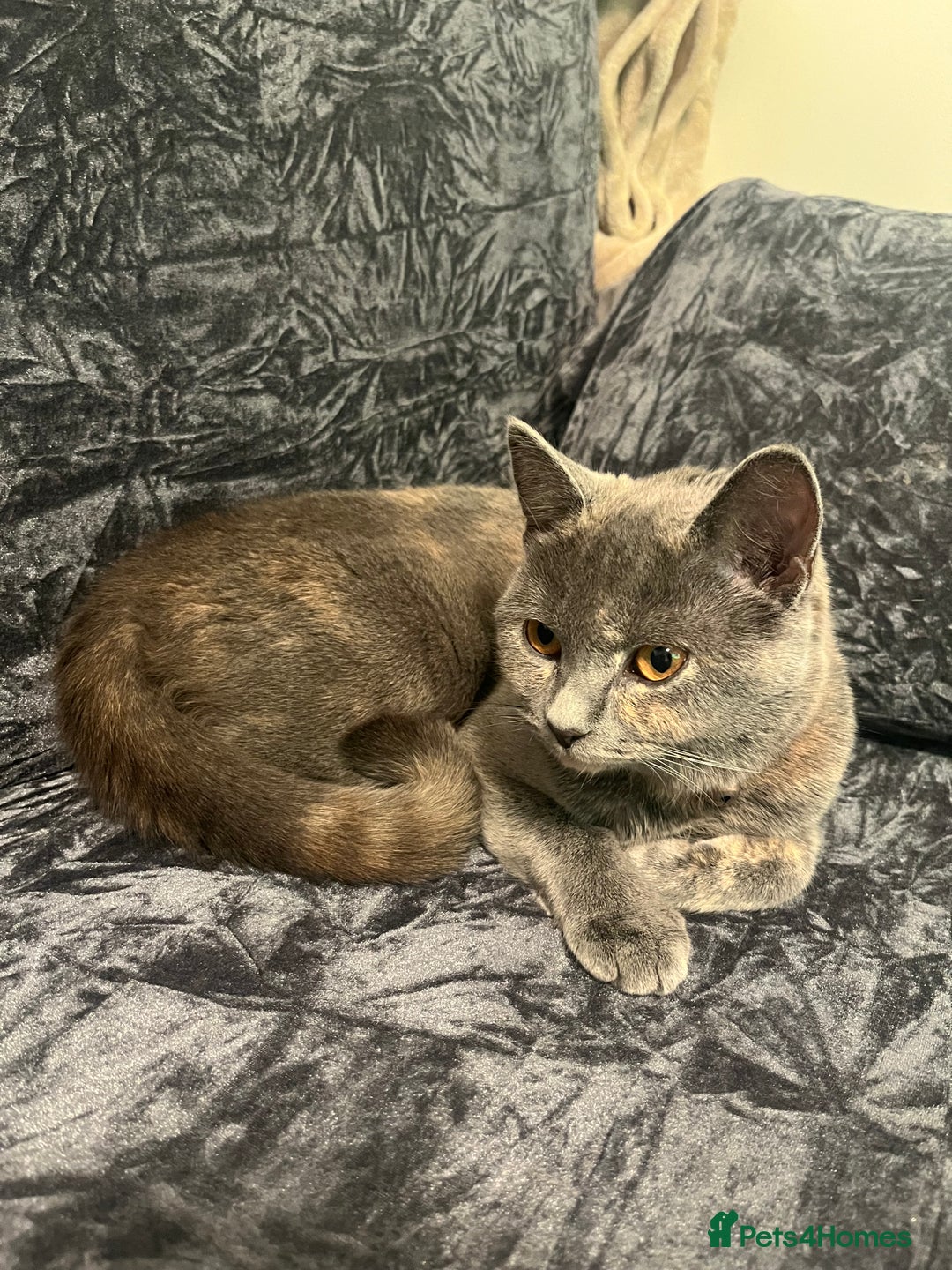 British Shorthair cats for sale: 8 month old Britishshort hair. - Advert 2