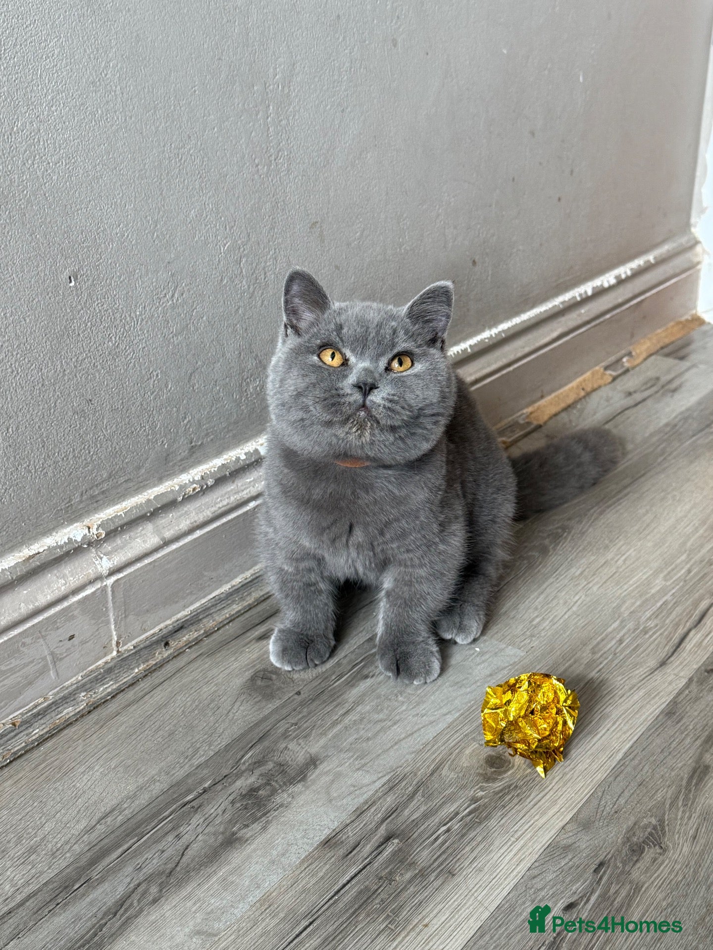 British Shorthair cats Older BSH kittens looking for their forever home🐾 - Advert 6