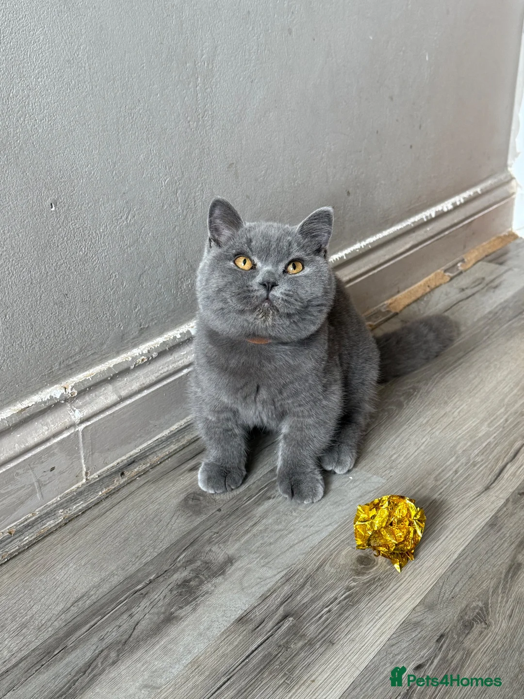 British Shorthair cats for sale: Older BSH kittens looking for their forever home🐾 - Advert 1
