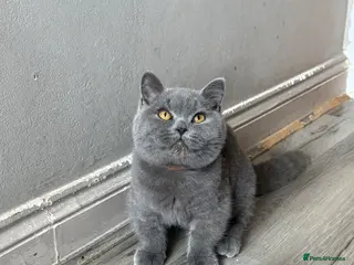 British Shorthair cats Older BSH kittens looking for their forever home🐾 - Advert 6