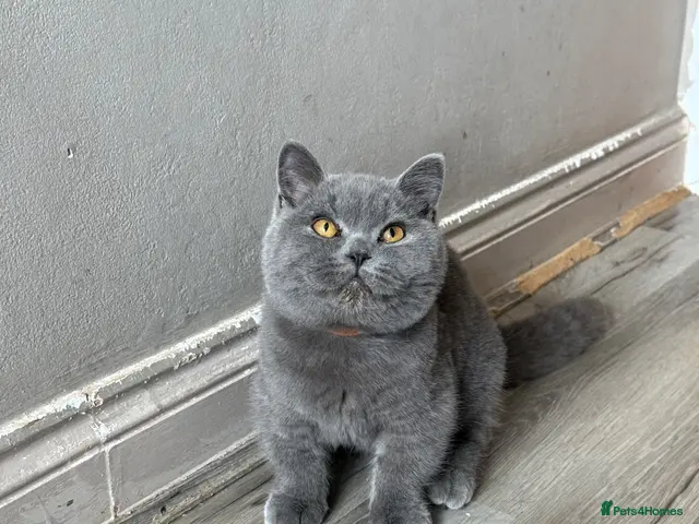 British Shorthair cats for sale: 5 months old pedigree BSH kittens🐾 ready to go - Advert 7