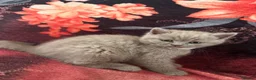 British Shorthair cats for sale: Gorgeous Cream and Lilac British Shorthairs - Advert 9