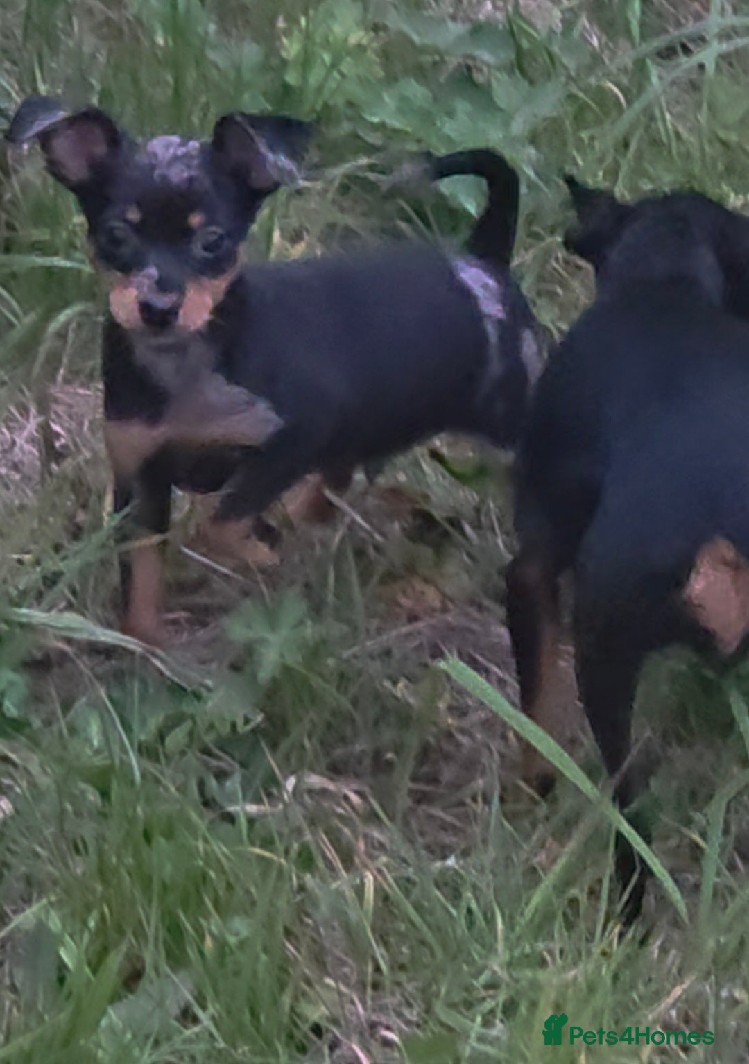 Miniature Pinscher dogs for sale: Miniture Pinscher/Prague Ratter  - Image 10
