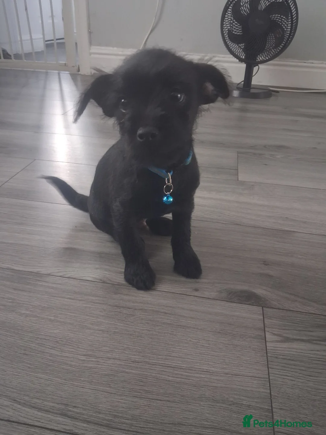 Mixed Breed dogs for sale: Pugapoo puppy in Bootle - Advert 4