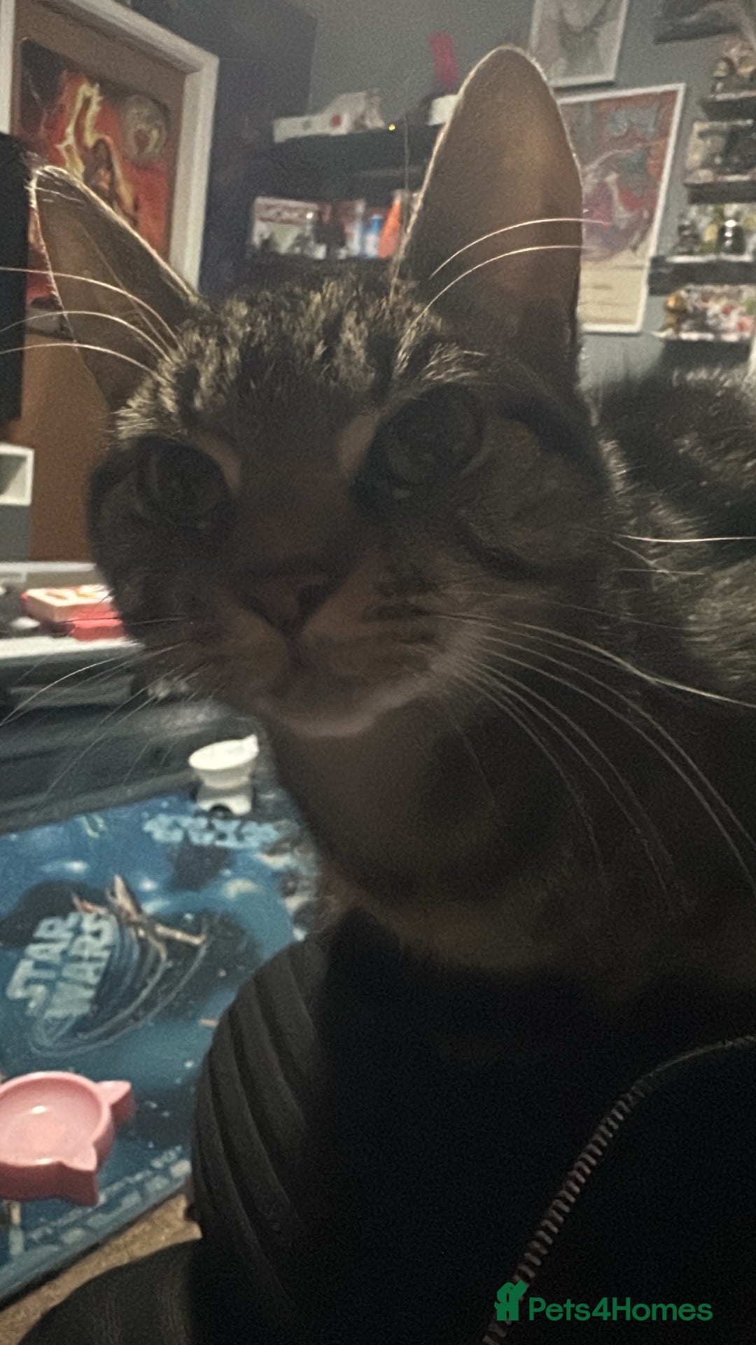 Domestic Shorthair cats for sale: Pretty little tuxedo and cutest little tabby - Image 16