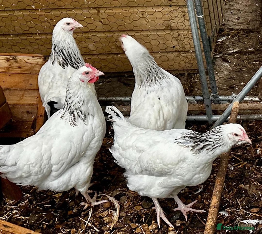 Chickens poultry for sale: Beautiful Point of Lay Chickens & more ‼️READY NOW - Advert 2