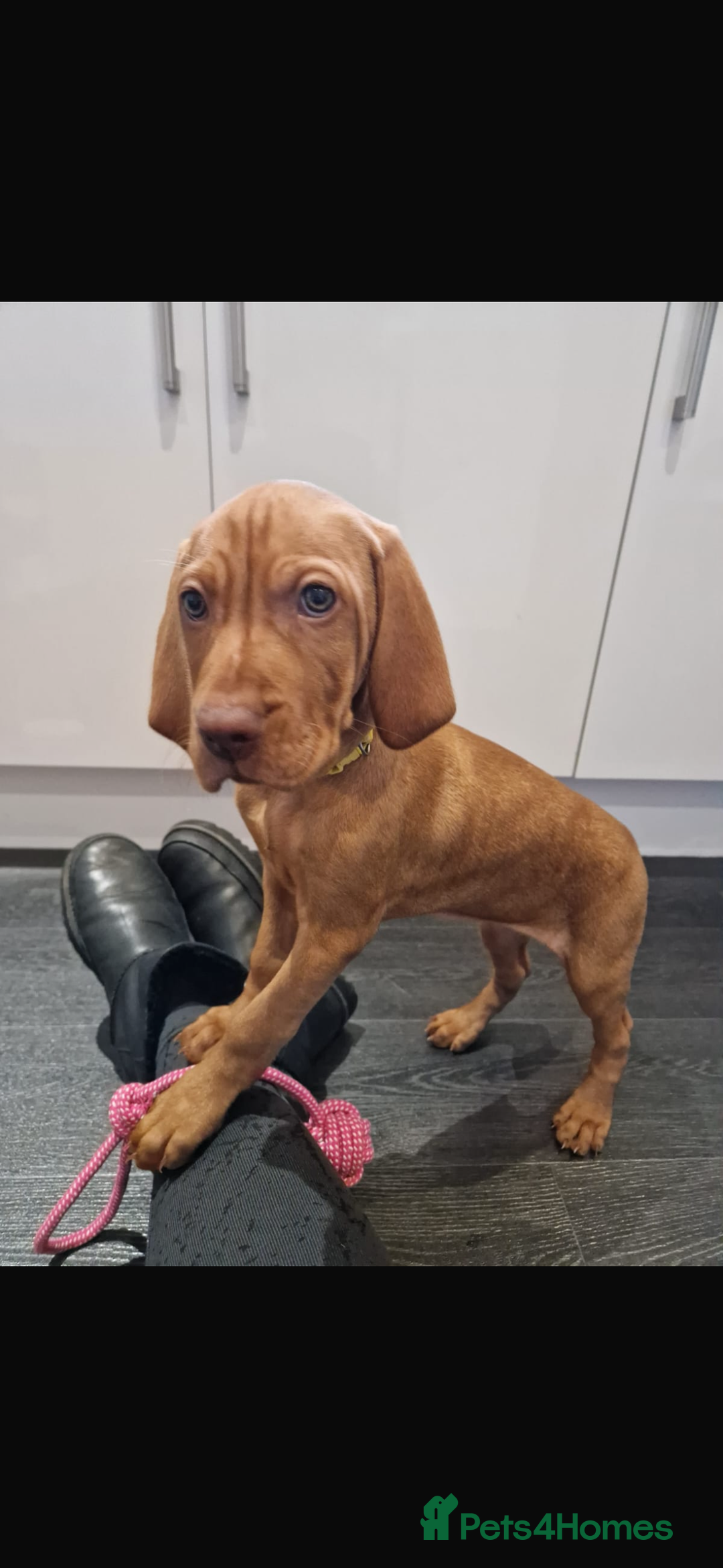 Hungarian Vizsla dogs for sale: 9 week old adorable Hungarian Vizsla Girl - Advert 2