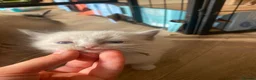 Ragdoll cats for sale: Stunning Ragdoll kittens blue point male/female in Hull - Advert 22