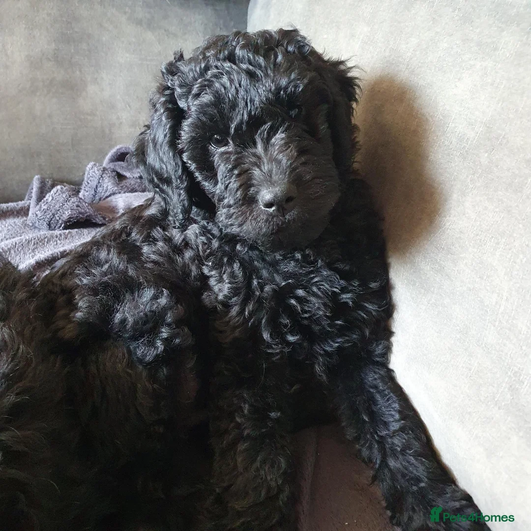 Labradoodle dogs for sale: Labradoodle (med) Puppies - Advert 2