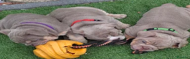 Puppy 12 red